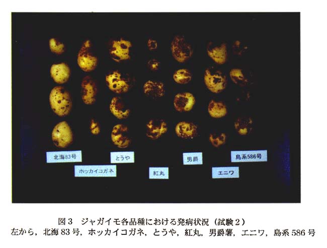 図3:ジャガイモ各品種における発病状況(試験2)左から,北海83号,ホッカイコガネ,とうや,紅丸,男爵薯,エニワ,島系586号