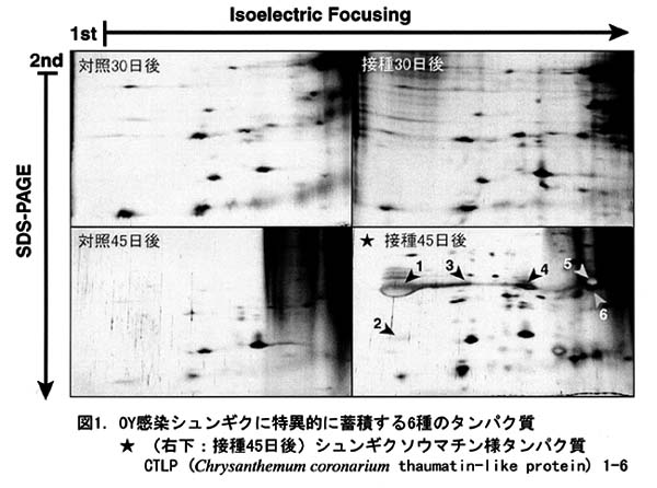 図1.OY感染シュンギクに特異的に蓄積する6種のタンパク質★(右下:接種45日後)シュンギクソウマチン様タンパク質 CTLP (Chrysanthemum coronarium thaumatin-like protein) 1-6 