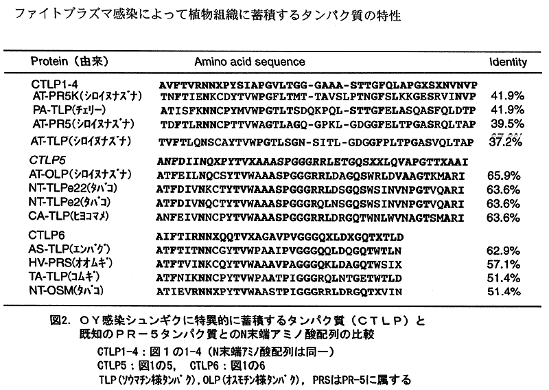 図2.OY感染シュンギクに特異的に蓄積するタンパク質(CTLP)と既知のPR-5タンパク質とのN末端アミノ酸配列の比較CTLP1-4:図1の1-4(N末端アミノ酸配列は同一)CTLP5: 