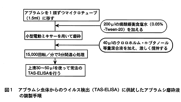 図1:アブラムシ虫体からのウイルス検出(TAS-ELISA)に供試したアブラムシ磨砕液の調製手順 