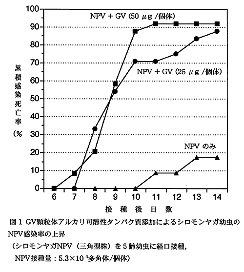 図1:GV顆粒体アルカリ可溶性タンパク質添加によるシロモンヤガ幼虫のNPV感染率の上昇(シロモンヤガNPV(三角型株)を5齢幼虫に経口接種,NPV接種量:5.3×104 多角体/個体)