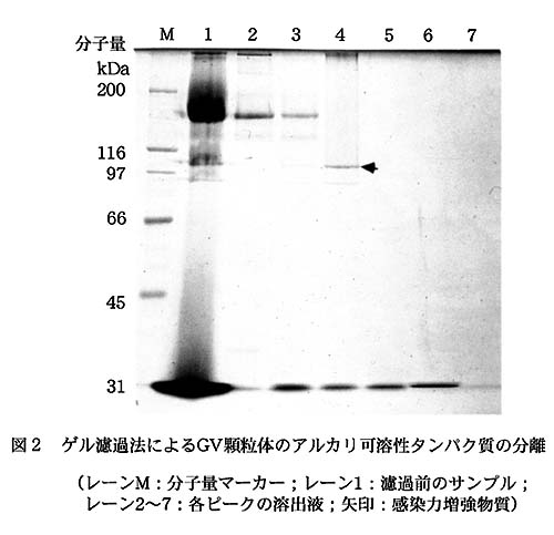 図2:ゲル濾過法によるGV顆粒体のアルカリ可溶性タンパク質の分離(レーンM:分子量マーカ-;レーン1:濾過前のサンプル;レーン2~7:各ピークの溶出液;矢印:感染力増強物質)