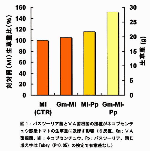 図1:パスツーリア菌とVA菌根菌の接種がネコブセンチュウ感染トマトの生草重に及ぼす影響(6反復、Gm:VA菌根菌、Mi:ネコブセンチュウ、Pp:パスツーリア、同じ添え字はTukey(P=0.05)の検定で有意差なし)