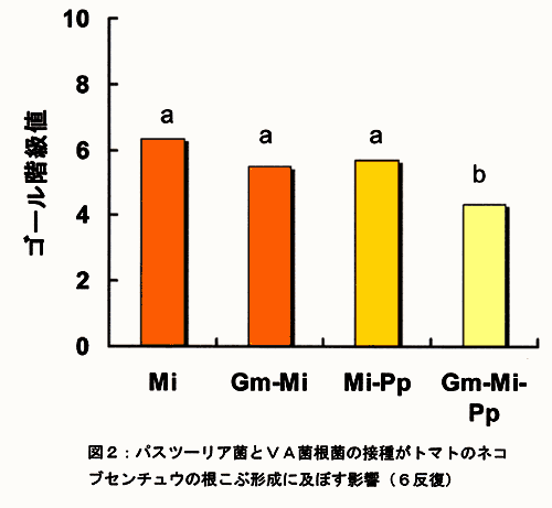 図2:パスツーリア菌とVA菌根菌の接種がトマトのネコブセンチュウの根こぶ形成に及ぼす影響(6反復)