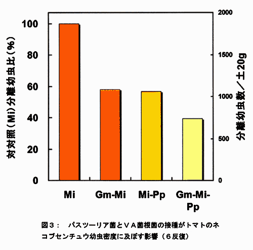 図3:パスツーリア菌とVA菌根菌の接種がトマトのネコブセンチュウ幼虫密度に及ぼす影響(6反復)
