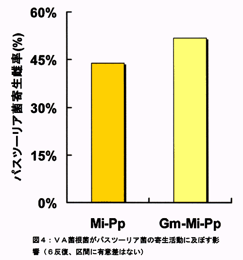 図4:VA菌根菌がパスツーリア菌の寄生活動に及ぼす影響(6反復、区間に有意差はない)