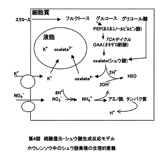 図4: 硝酸還元-シュウ酸生成反応モデル 