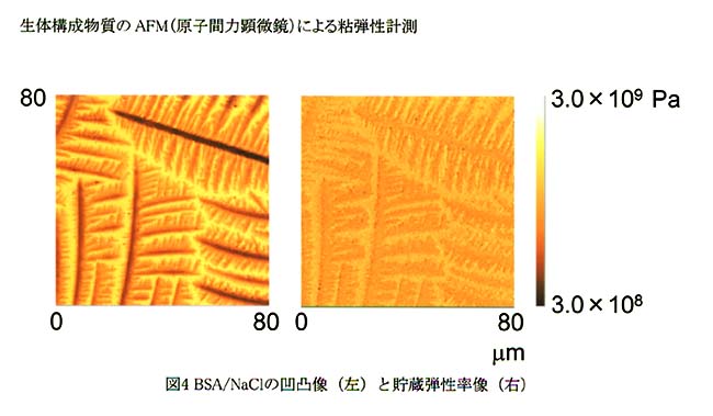 図4 BSA/NaClの凹凸像(左)と貯蔵弾性率像(右) 