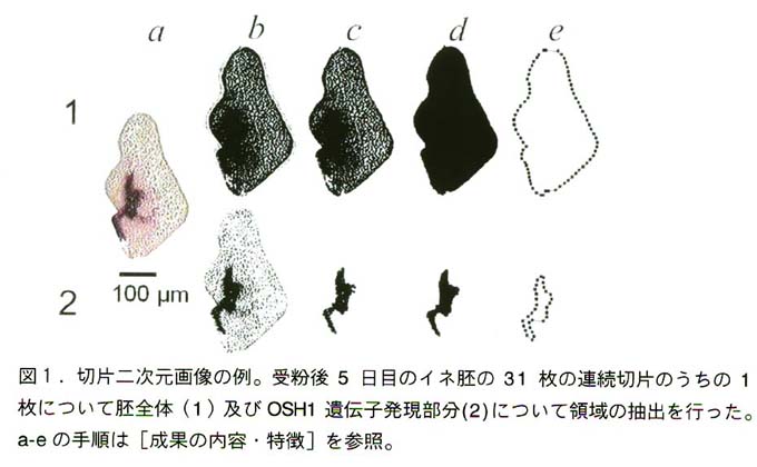 図1で抽出した胚全体とOSH1遺伝子発現の輪郭から三次元モデルを骨格モデル作成し(a)、これから表面を生成してディスプレイに投影した(b)。棒は100_mを表す。