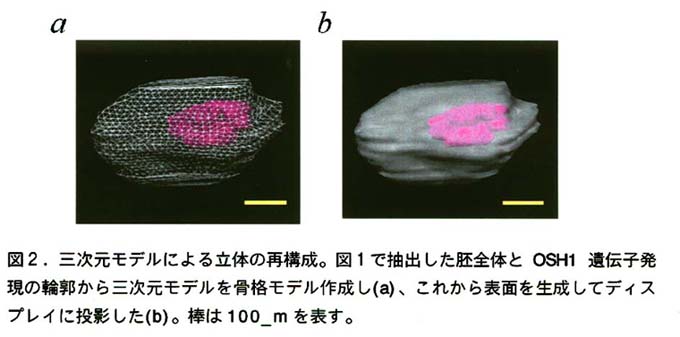 図2.三次元モデルによる立体の再構成。