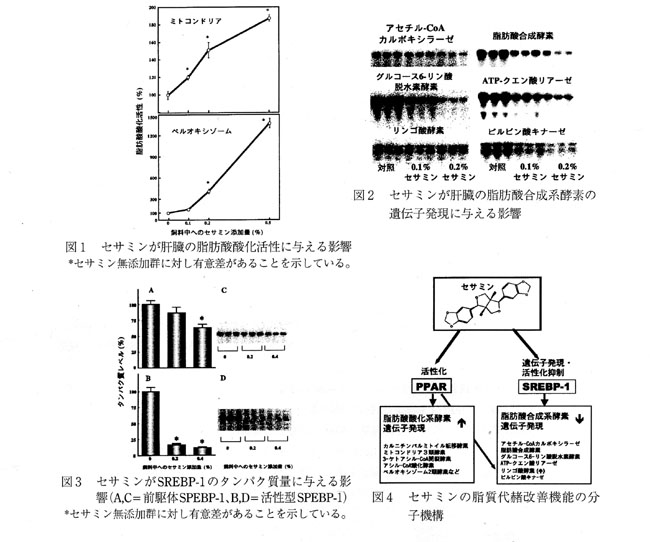 図1 セサミンが肝臓の脂肪酸酸化活性に与える影響