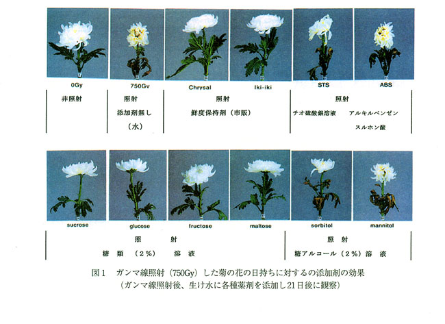 図1 ガンマ線照射(750Gy)した菊の花の日持ちに対するの添加剤の効果