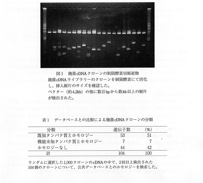 図1 麹菌cDNAクローンの制限酵素切断産物