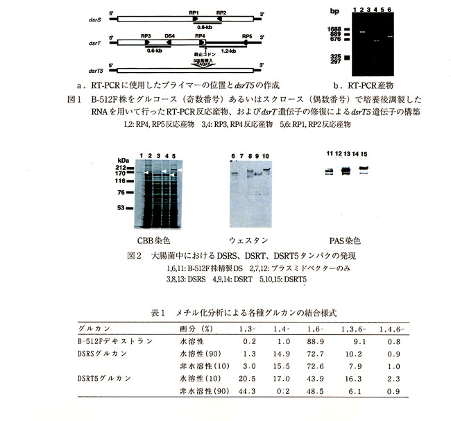 図1 B-512F株をグルコース(奇数番号)あるいはスクロース(偶数番号)で培養後調整したRNAを用いて行ったRT-PCR反応産物、およびdsrT遺伝子の修復によるdsrT5遺伝子の構築