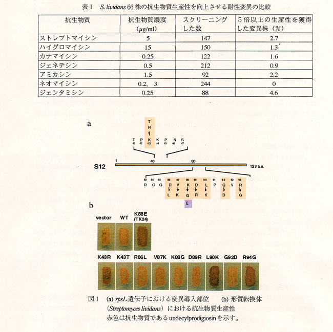 表1 S.lividans66株の抗生物質生産性を向上させる耐性変異の比較