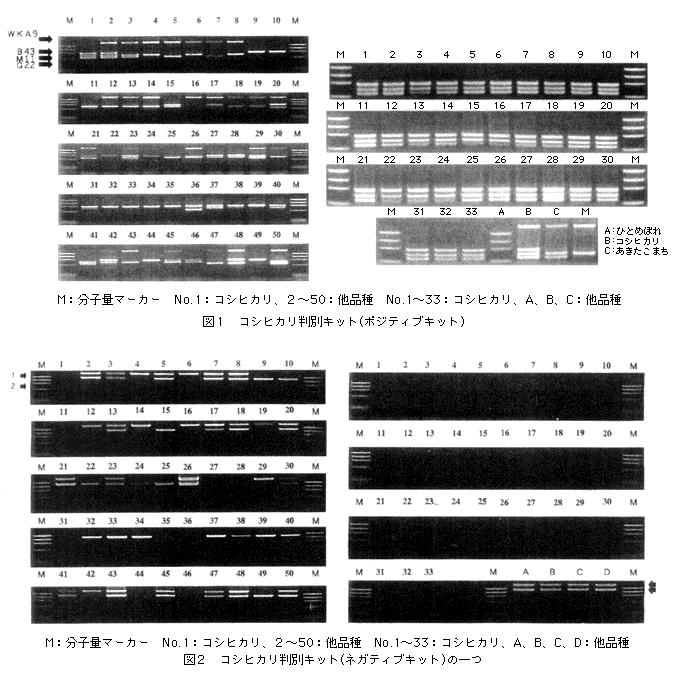 図1 コシヒカリ判別キット(ポジティブキット)