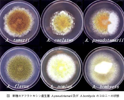 図 新種のアフラトキシン産生菌A.pseudotmarii及びA.bombycisのコロニーの状態