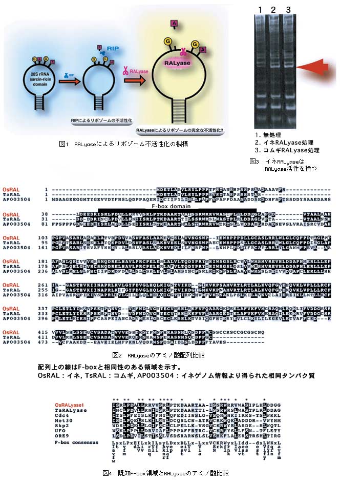 図1 RALyaseによるリボゾーム不活性化の機構