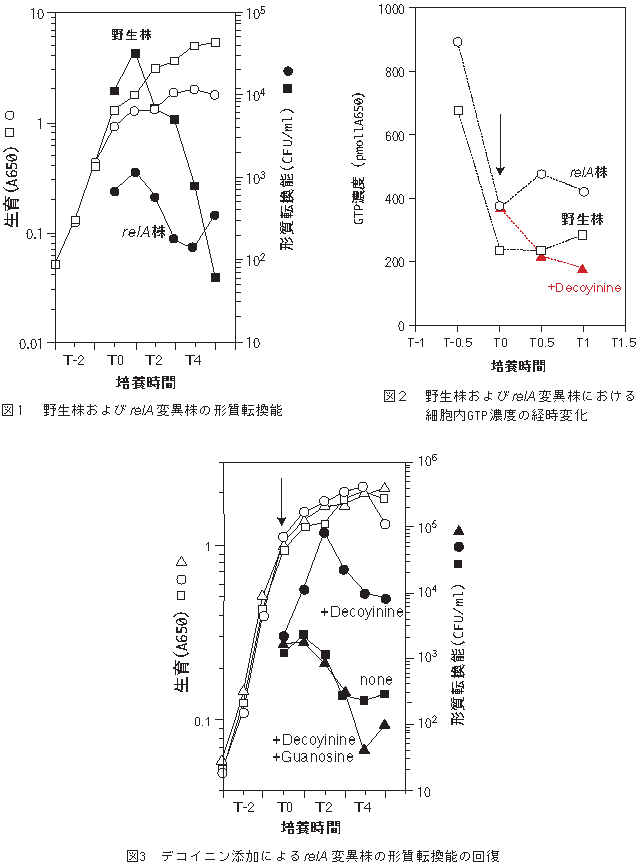 図1 野生株およびrelA変異株の形質転換能