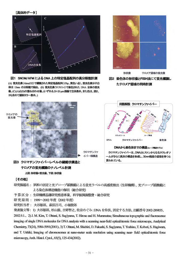 光プローブ顕微鏡によるDNA・染色体のナノFISH法の開発2