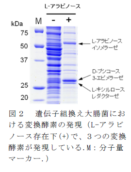 図2 遺伝子組換え大腸菌における変換酵素の発現(L-アラビノース存在下(+)で、3つの変換酵素が発現している.M:分子量マーカー.)