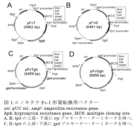 エノキタケFv-1 形質転換用ベクター