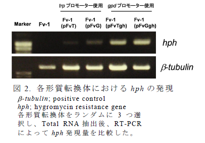 各形質転換体におけるhph の発現