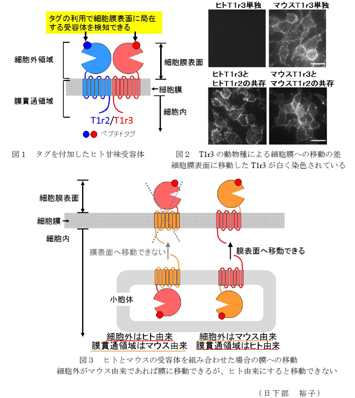 図1～3