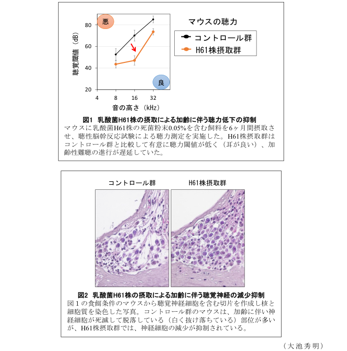 図1 乳酸菌H61株の摂取による加齢に伴う聴力低下の抑制?図2 乳酸菌H61株の摂取による加齢に伴う聴覚神経の減少抑制