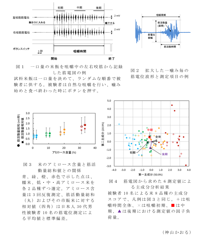 図1 一口量の米飯を咀嚼中の左右咬筋から記録した筋電図の例?図2 拡大した一噛み毎の筋電位波形と測定項目の例?図3 米のアミロース含量と筋活動量総和値との関係?図4 筋電図から求めた6測定値による主成分分析結果