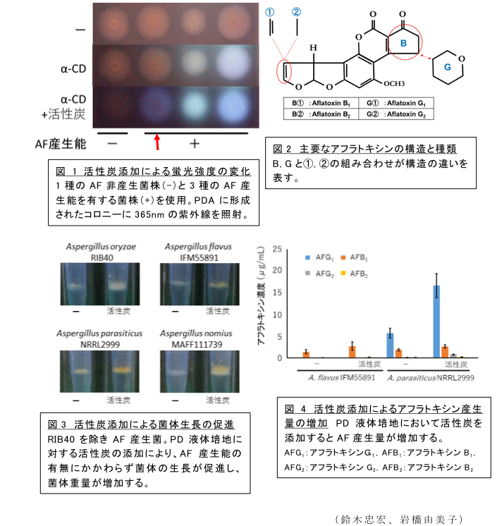 図1 活性炭添加による蛍光強度の変化?図2 主要なアフラトキシンの構造と種類?図3 活性炭添加による菌体生長の促進?図4 活性炭添加によるアフラトキシン産生量の増加