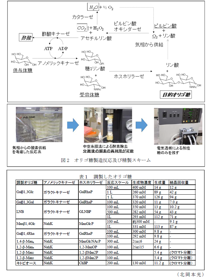 図1 開発したオリゴ糖製プラットフォームの原理?図2 オリゴ糖製反応及び精製スキーム?表1 調製したオリゴ糖