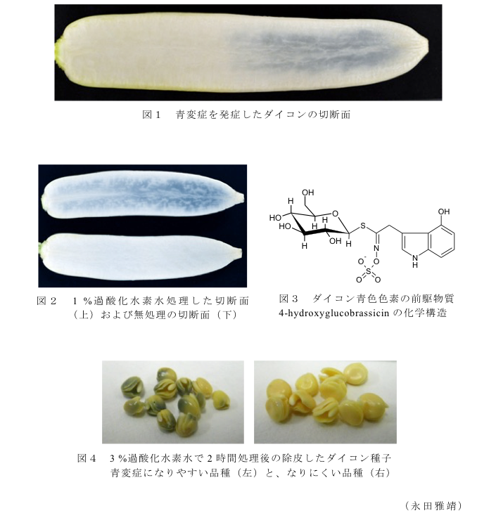 図1 青変症を発症したダイコンの切断面?図2 1%過酸化水素水処理した切断面(上)および無処理の切断面(下)?図3 ダイコン青色色素の前駆物質4-hydroxyglucobrassicinの化学構造?図4 3%過酸化水素水で2時間処理後の除皮したダイコン種子青変症になりやすい品種(左)と、なりにくい品種(右)