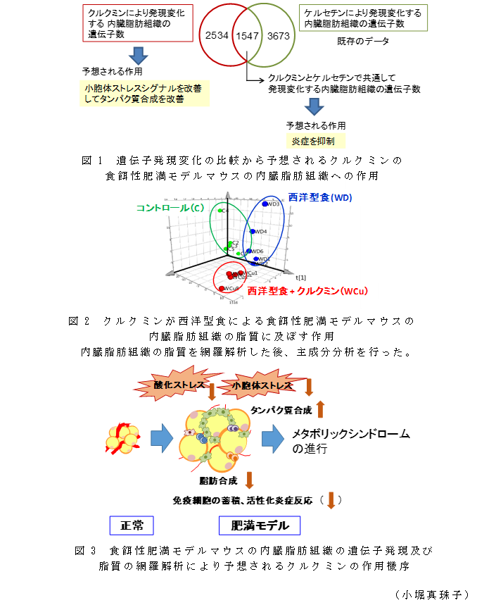 図1 遺伝子発現変化の比較から予想されるクルクミンの食餌性肥満モデルマウスの内臓脂肪組織への作用;図2 クルクミンが西洋型食による食餌性肥満モデルマウスの内臓脂肪組織の脂質に及ぼす作用内臓脂肪組織の脂質を網羅解析した後、主成分分析を行った;図3 食餌性肥満モデルマウスの内臓脂肪組織の遺伝子発現及び脂質の網羅解析により予想されるクルクミンの作用機序