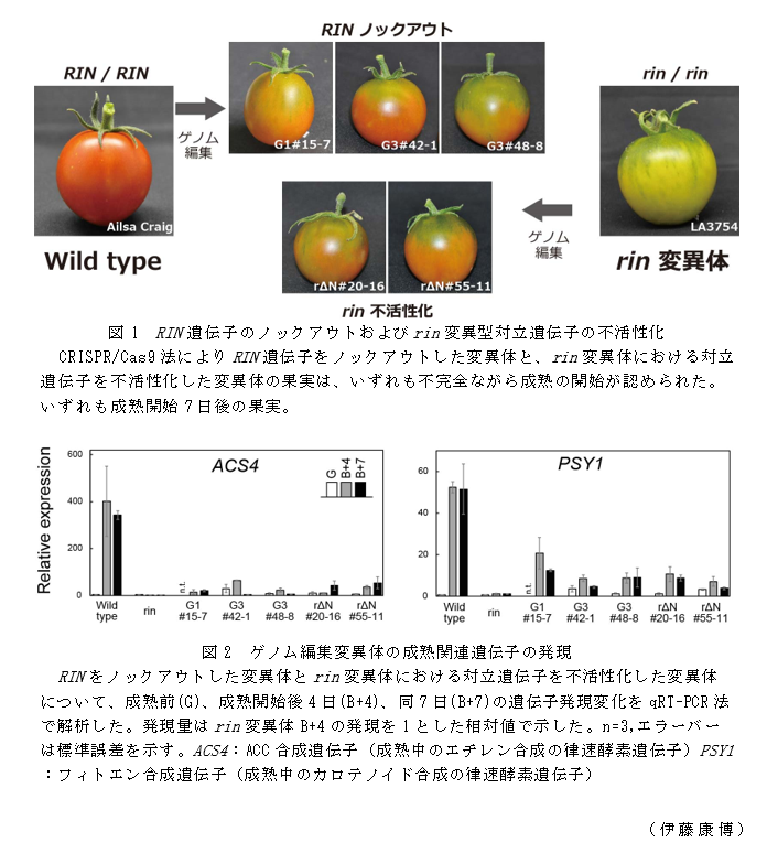 図1 RIN遺伝子のノックアウトおよびrin変異型対立遺伝子の不活性化;図2 ゲノム編集変異体の成熟関連遺伝子の発現;