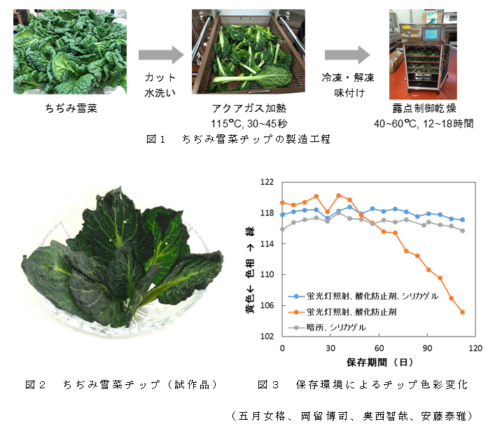 図1 ちぢみ雪菜チップの製造工程;図2 ちぢみ雪菜チップ(試作品);図3 保存環境によるチップ色彩変化