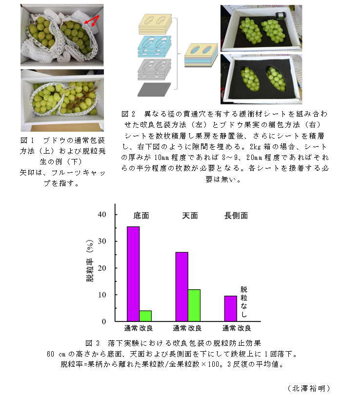 図1 ブドウの通常包装方法;図2 異なる径の貫通穴を有する緩衝材シートを組み合わせた改良包装方法;図3 落下実験における改良包装の脱粒防止効果