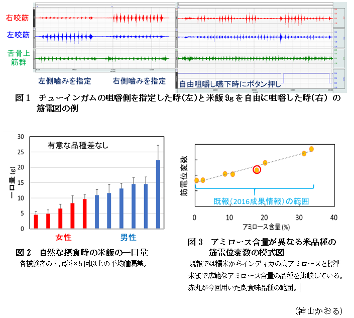 図1 チューインガムの咀嚼側を指定した時(左)と米飯9gを自由に咀嚼した時(右) の筋電図の例,図2 自然な摂食時の米飯の一口量,図3 アミロース含量が異なる米品種の筋電位変数の模式図