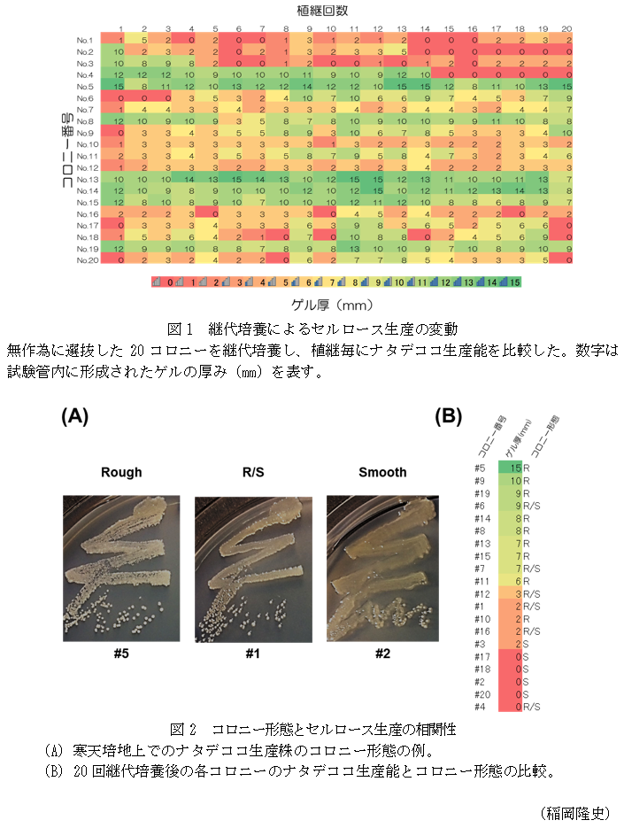 図1 継代培養によるセルロース生産の変動,図2 コロニー形態とセルロース生産の相関性