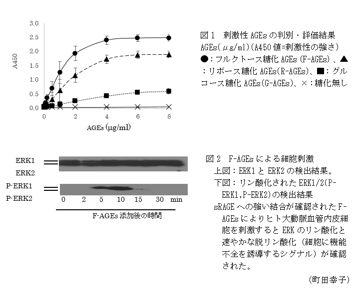 図1 刺激性AGEsの判別・評価結果,図2 F-AGEsによる細胞刺激 上図:ERK1とERK2の検出結果。下図:リン酸化されたERK1/2(P-ERK1,P-ERK2)の検出結果