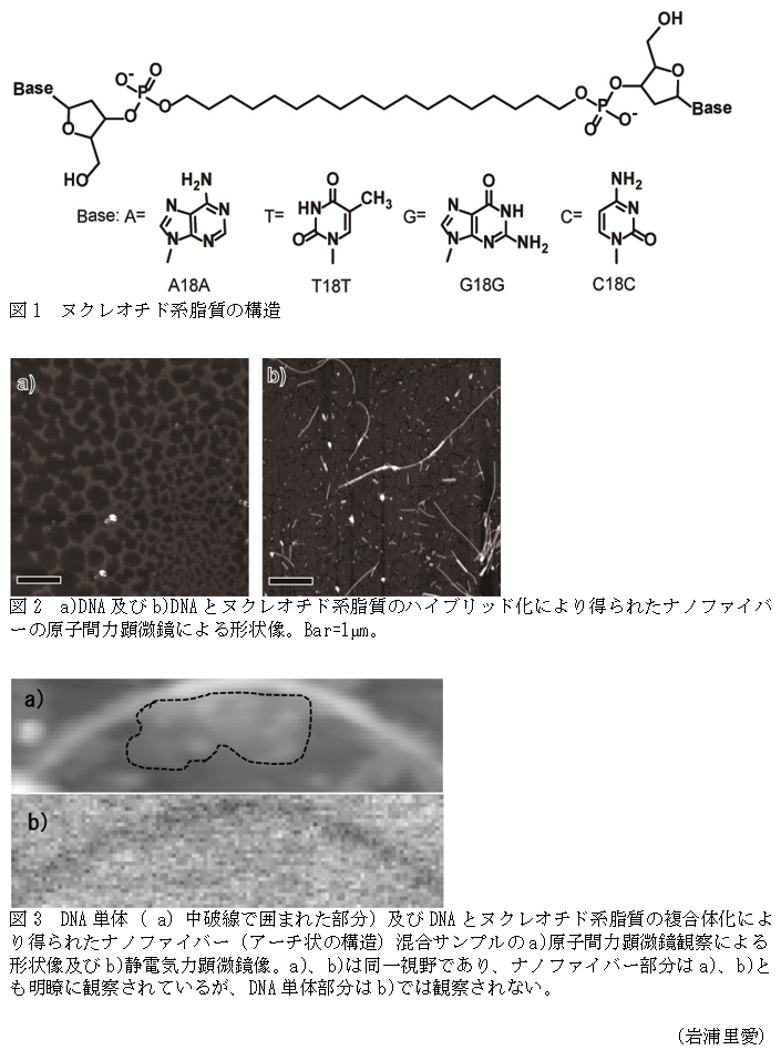 図1 ヌクレオチド系脂質の構造,図2 a)DNA及びb)DNAとヌクレオチド系脂質のハイブリッド化により得られたナノファイバーの原子間力顕微鏡による形状像。Bar=1μm。,図3 DNA単体( a)中破線で囲まれた部分)及びDNAとヌクレオチド系脂質の複合体化により得られたナノファイバー(アーチ状の構造)混合サンプルのa)原子間力顕微鏡観察による形状像及びb)静電気力顕微鏡像。a)、b)は同一視野であり、ナノファイバー部分はa)、b)とも明瞭に観察されているが、DNA単体部分はb)では観察されない。