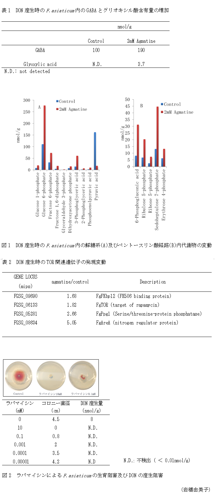 表1 DON産生時のF.asiaticum内のGABAとグリオキシル酸含有量の増加,図1 DON産生時のF.asiaticum内の解糖系(A)及びペントースリン酸経路(B)内代謝物の変動,表2 DON産生時のTOR関連遺伝子の発現変動,図2 ラパマイシンによるF.asiaticumの生育阻害及びDONの産生阻害