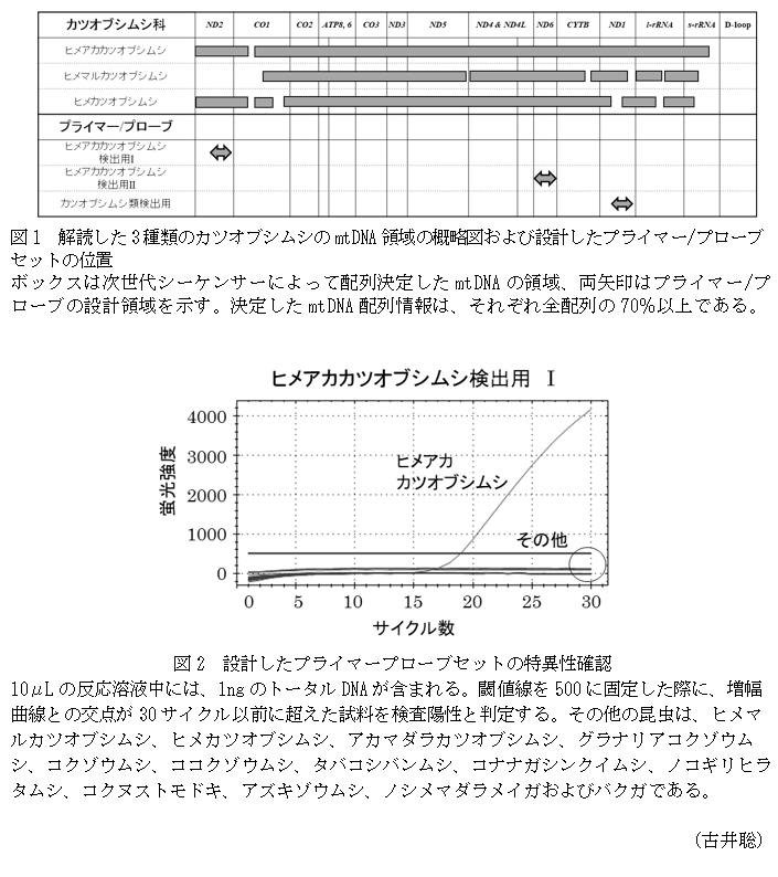 図1 解読した3種類のカツオブシムシのmtDNA領域の概略図および設計したプライマー/プローブセットの位置,図2 設計したプライマープローブセットの特異性確認