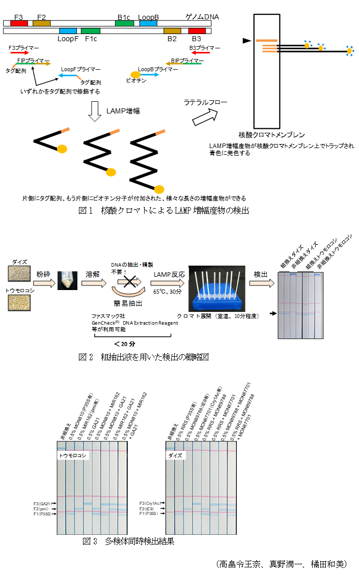 図1 核酸クロマトによるLAMP増幅産物の検出,図2 粗抽出液を用いた検出の概略図,図3 多検体同時検出結果