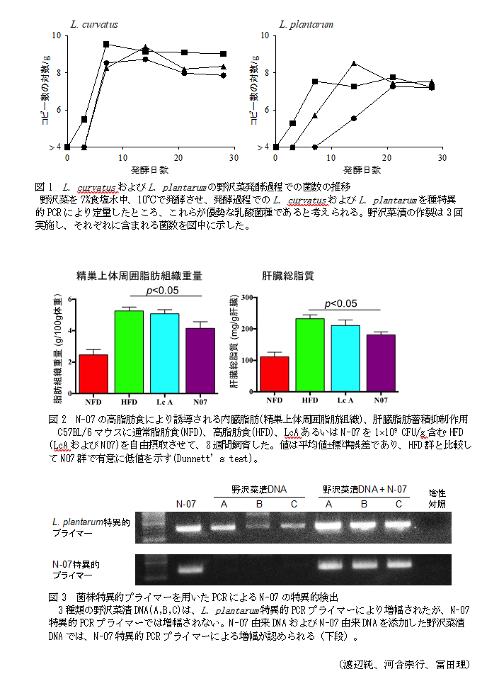 図1 L. curvatusおよびL. plantarumの野沢菜発酵過程での菌数の推移,図2 N-07の高脂肪食により誘導される内臓脂肪(精巣上体周囲脂肪組織)、肝臓脂肪蓄積抑制作用,図3 菌株特異的プライマーを用いたPCRによるN-07の特異的検出