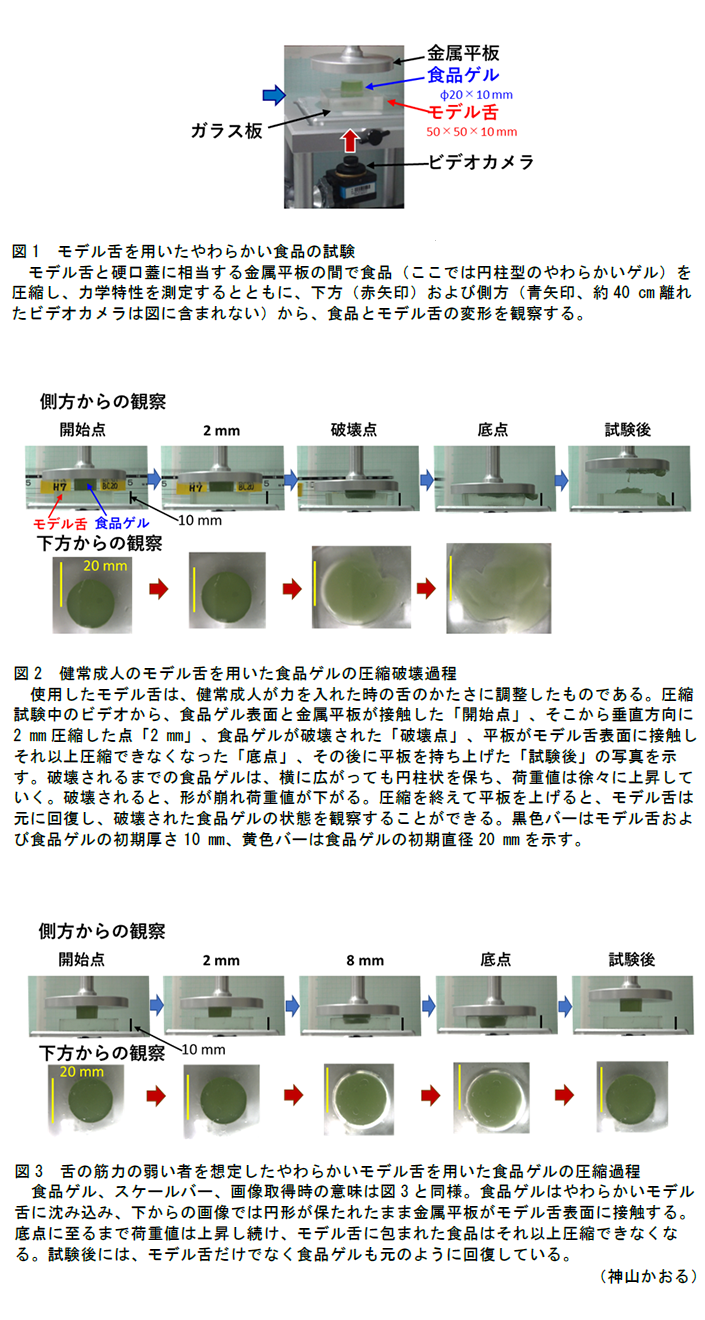 図1 モデル舌を用いたやわらかい食品の試験,図2 健常成人のモデル舌を用いた食品ゲルの圧縮破壊過程,図3 舌の筋力の弱い者を想定したやわらかいモデル舌を用いた食品ゲルの圧縮過程