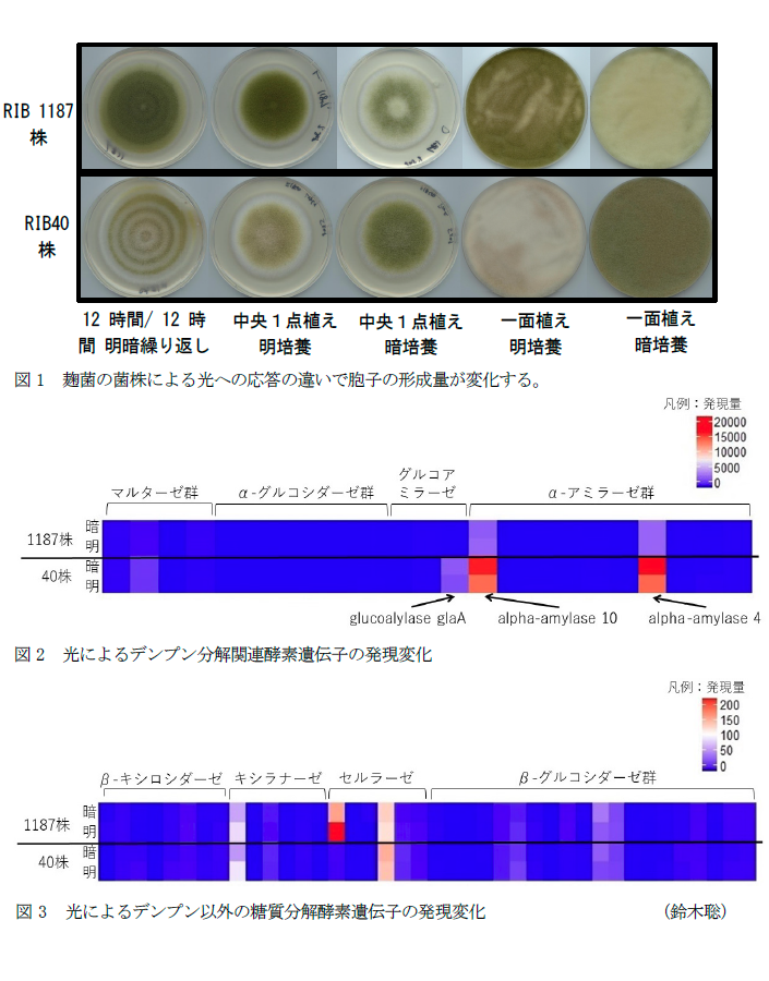 図1 麹菌の菌株による光への応答の違いで胞子の形成量が変化する,図2 光によるデンプン分解関連酵素遺伝子の発現変化,図3 光によるデンプン以外の糖質分解酵素遺伝子の発現変化