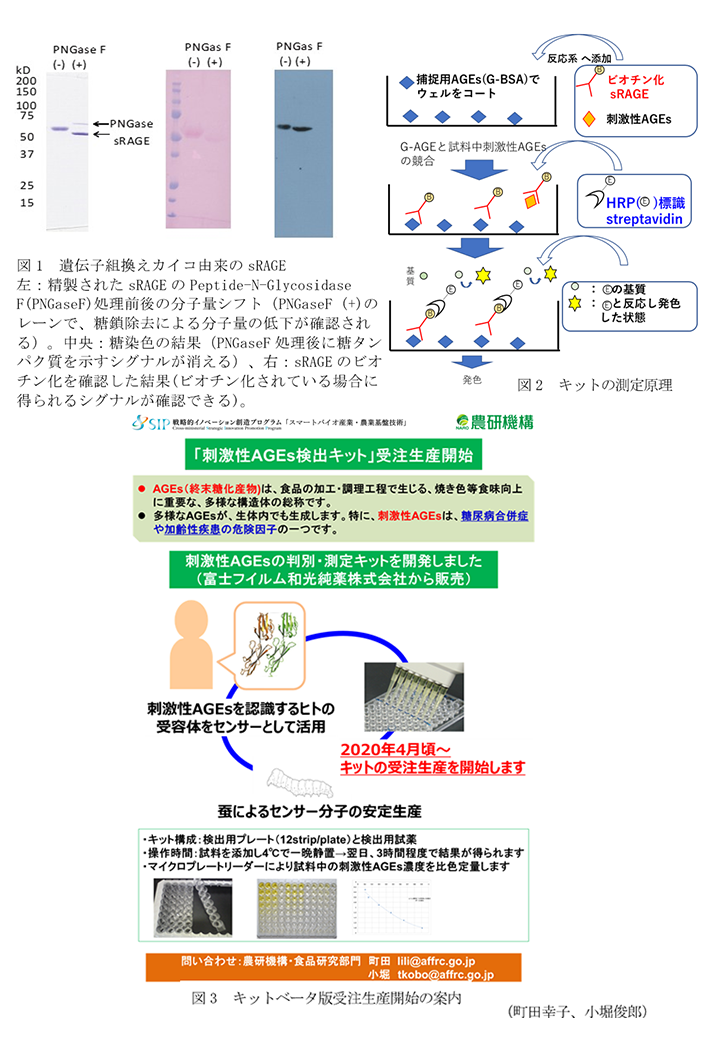 図1 遺伝子組換えカイコ由来のsRAGE,図2 キットの測定原理,図3 キットベータ版受注生産開始の案内