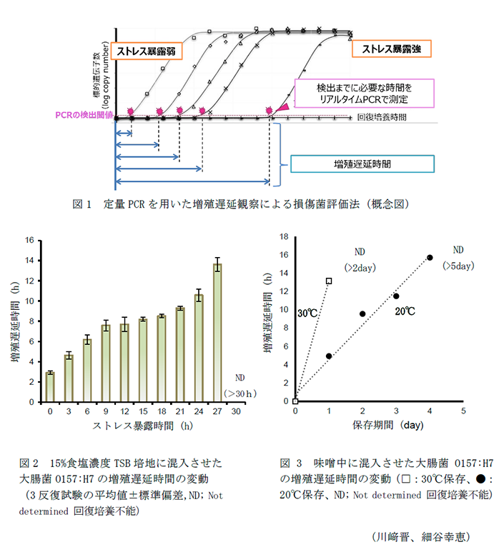 図1 定量PCRを用いた増殖遅延観察による損傷菌評価法,図2 15%食塩濃度TSB培地に混入させた
大腸菌O157:H7の増殖遅延時間の変動
,図3 味噌中に混入させた大腸菌O157:H7の増殖遅延時間の変動