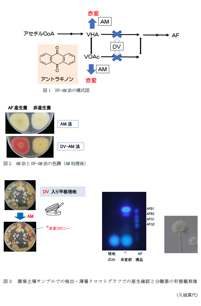 図1 DV-AM法の模式図,図2 AM法とDV-AM法の色調,図3 圃場土壌サンプルでの検出・薄層クロマトグラフでの産生確認と分離菌の形態観察像